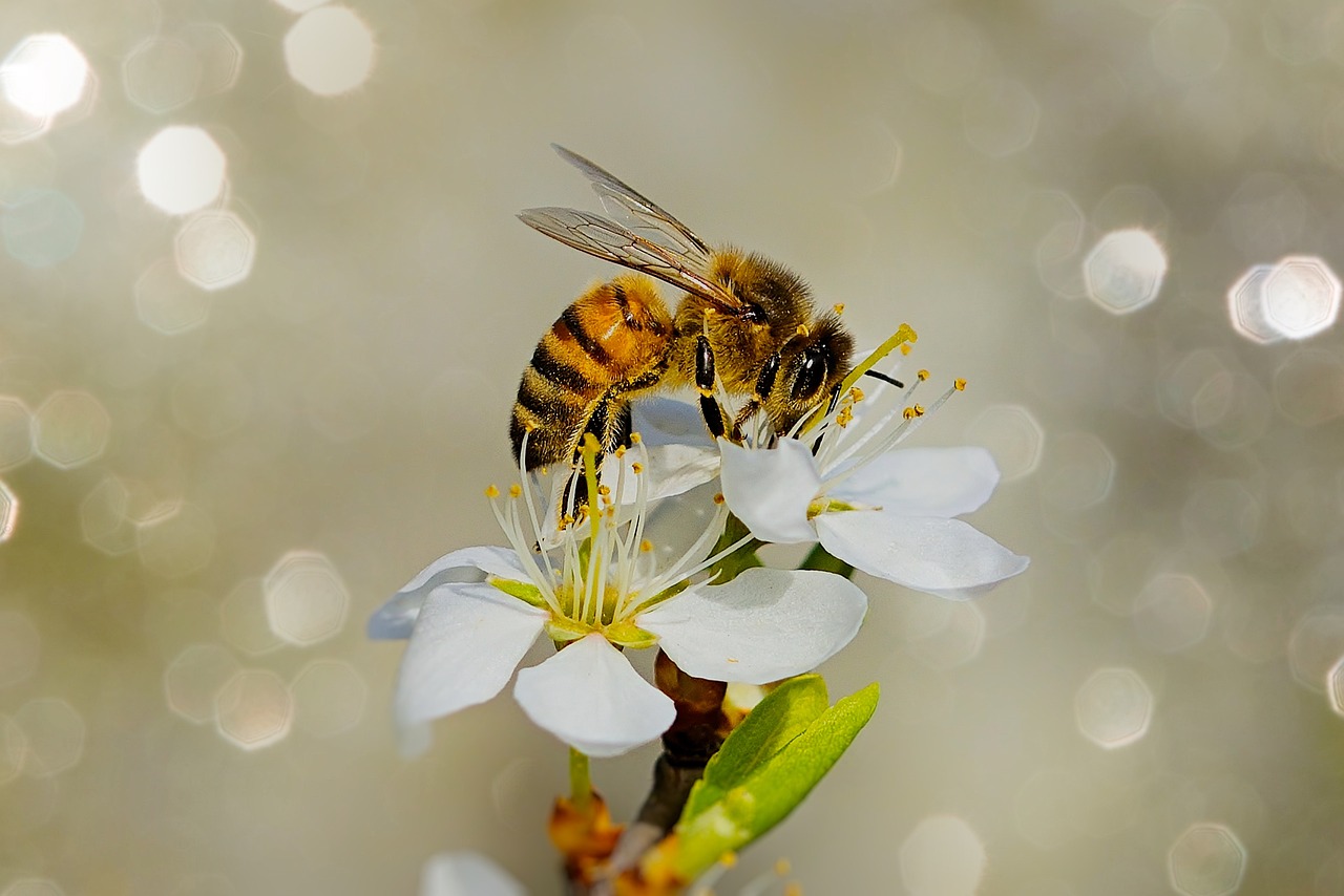How to Create a Bee-Friendly Garden